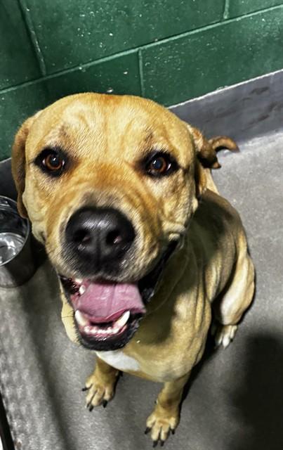 SAMPSON, Adoptable, Young Male Mastiff.