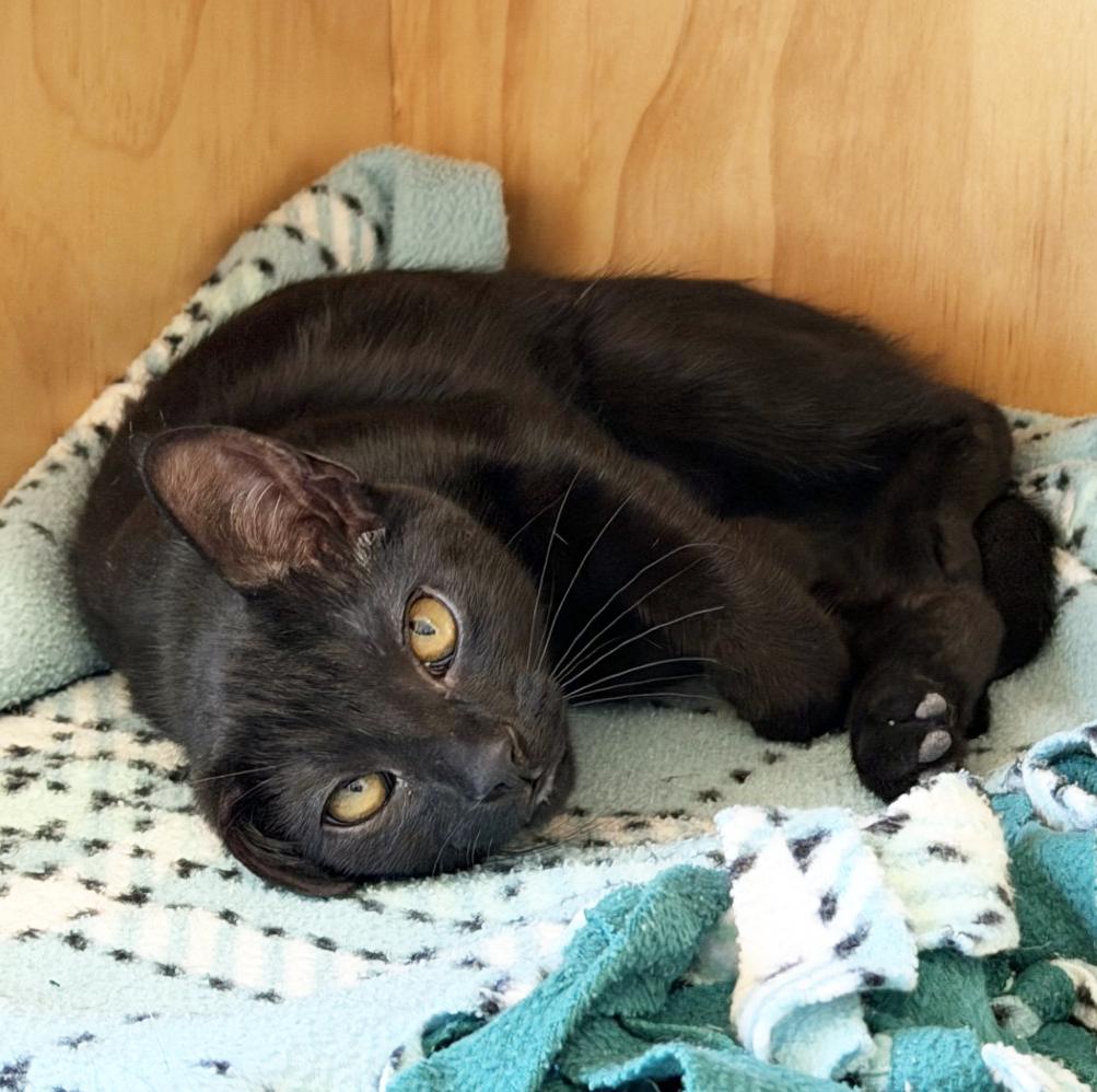 ELPHABA, ADOPTABLE, Kitten Female Domestic Short Hair.