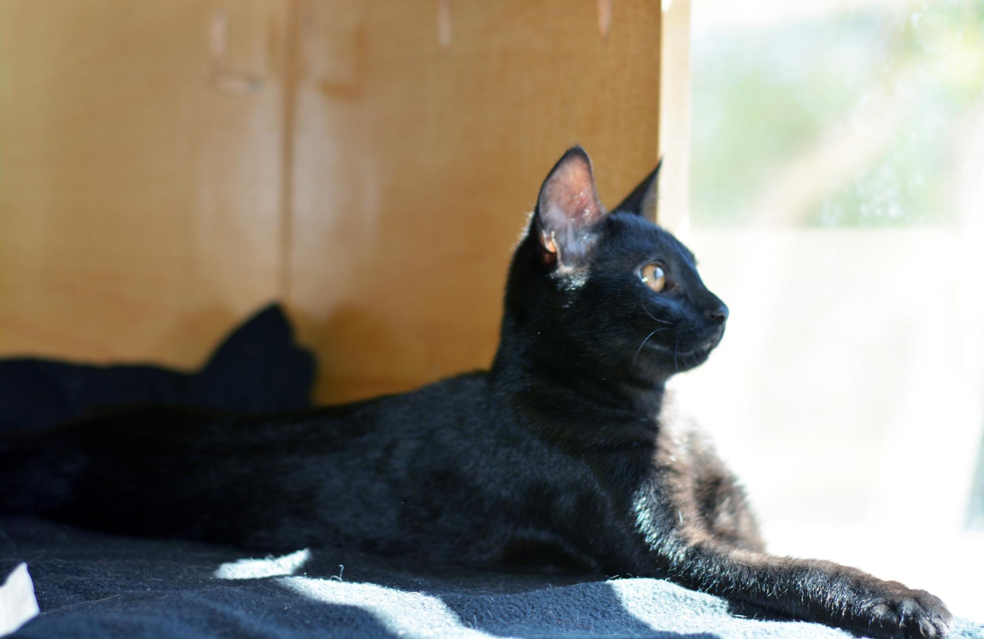 Enlarge ELPHABA, a ADOPTABLE Domestic Short Hair in San Clemente, CA image 2/3