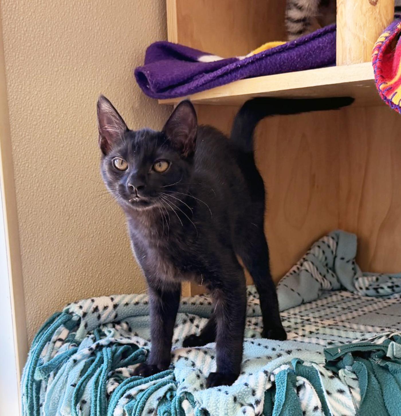 Enlarge ELPHABA, a ADOPTABLE Domestic Short Hair in San Clemente, CA image 3/3