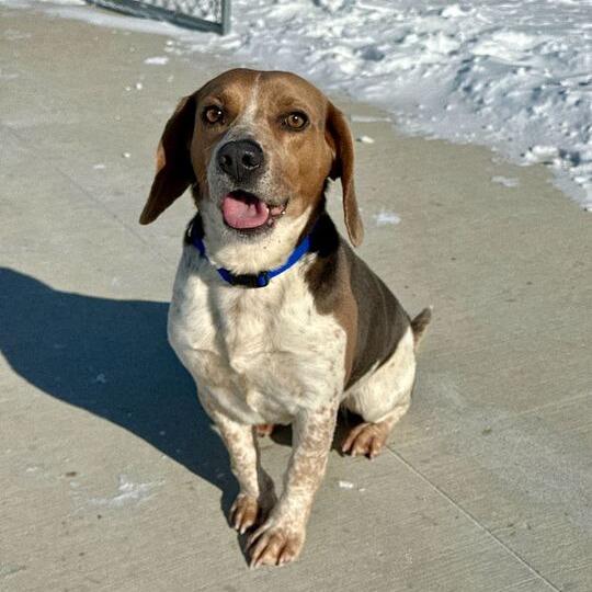 Beau, Adoptable, Adult Male Beagle.