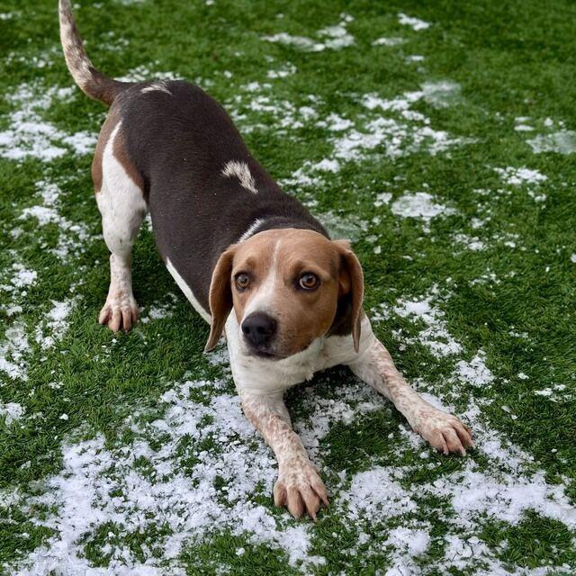 Enlarge Beau, a Adoptable Beagle in Matteson, IL image 2/6