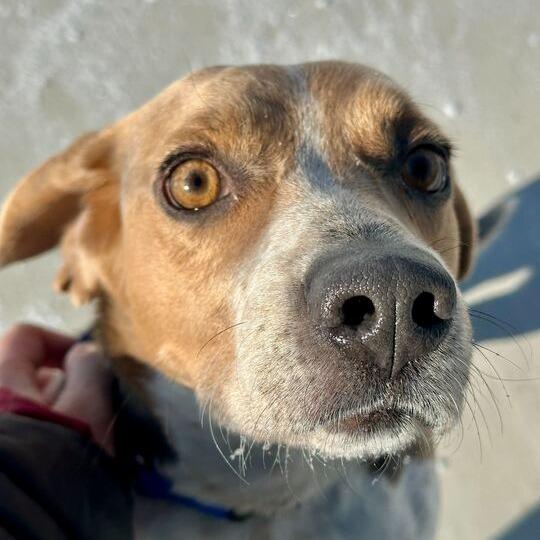 Enlarge Beau, a Adoptable Beagle in Matteson, IL image 4/6