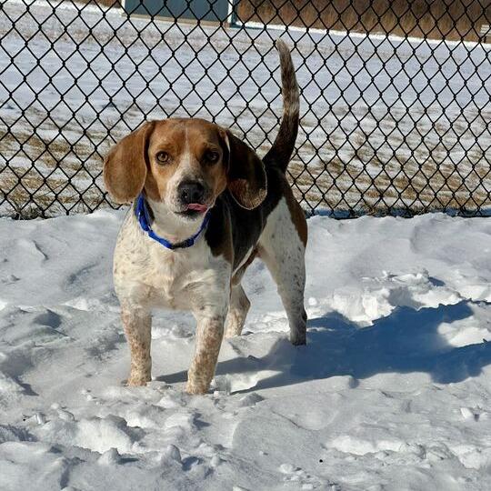 Enlarge Beau, a Adoptable Beagle in Matteson, IL image 5/6