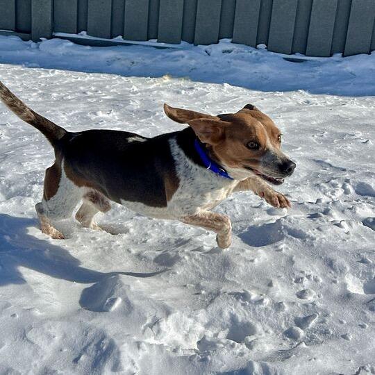 Enlarge Beau, a Adoptable Beagle in Matteson, IL image 6/6