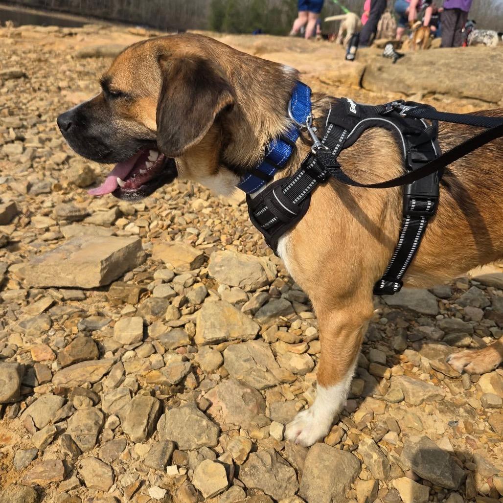 Bradley, a Adoptable Mixed Breed in Kokomo, IN image 1/6
