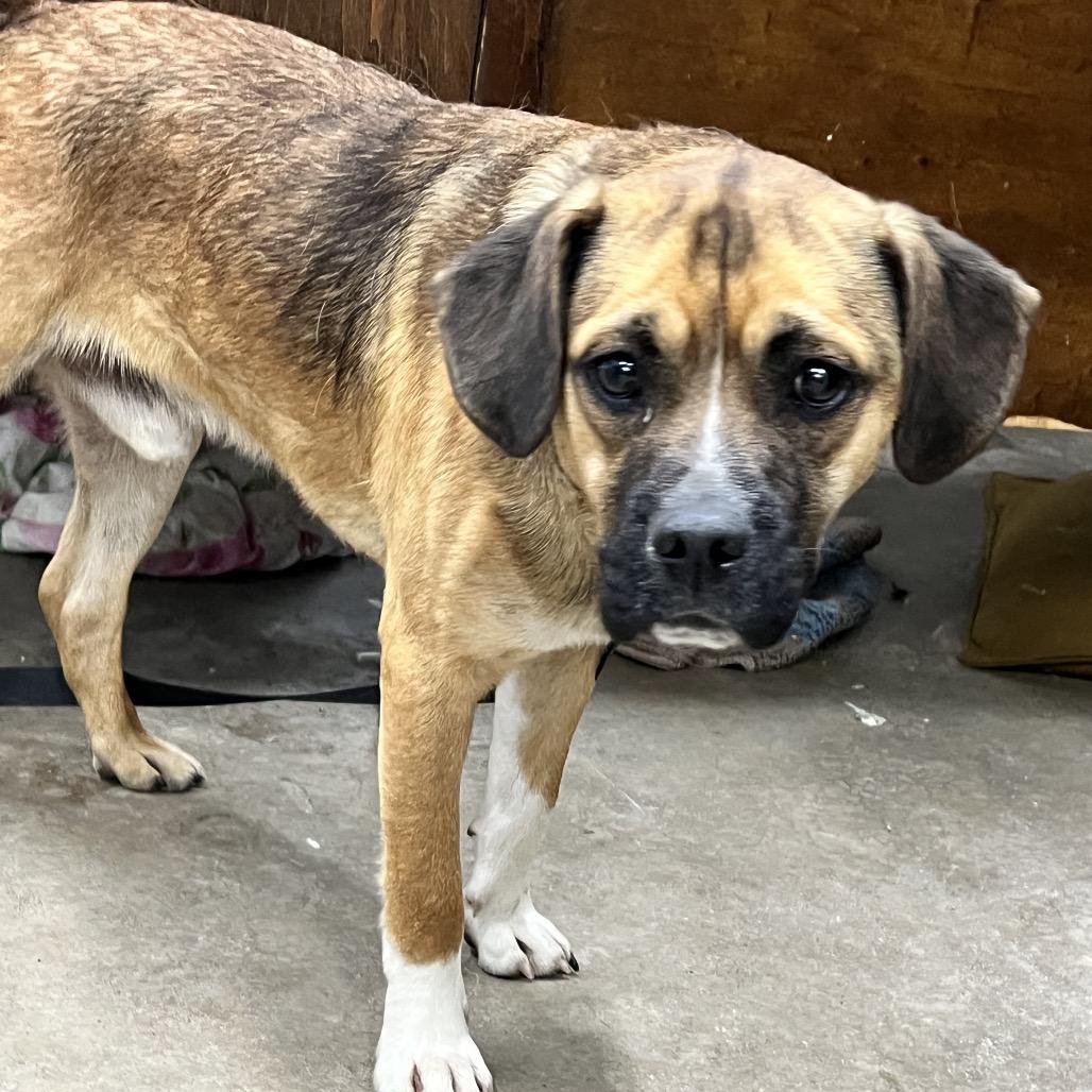 Enlarge Bradley, a Adoptable Mixed Breed in Kokomo, IN image 2/6