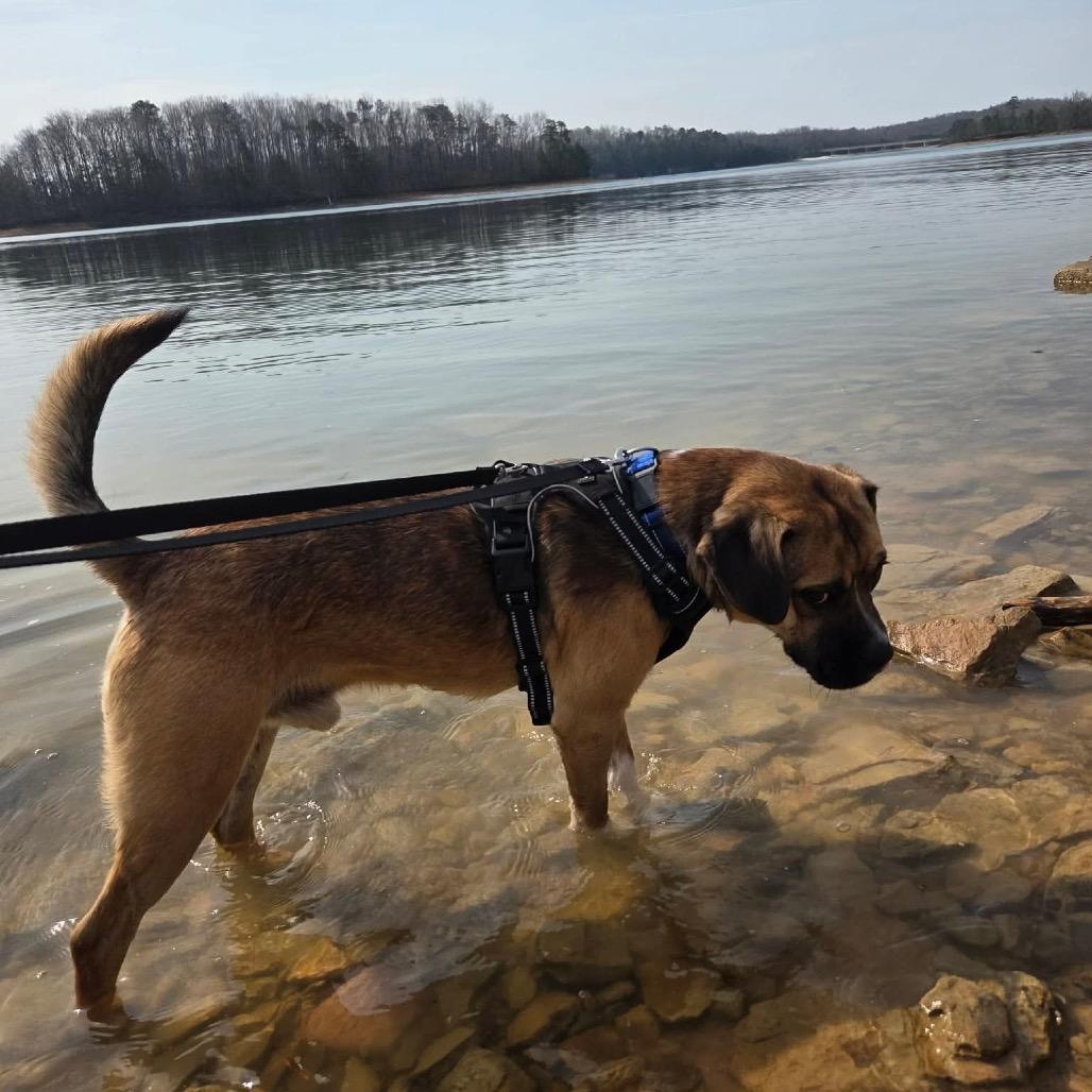 Bradley, a Adoptable Mixed Breed in Kokomo, IN image 3/6