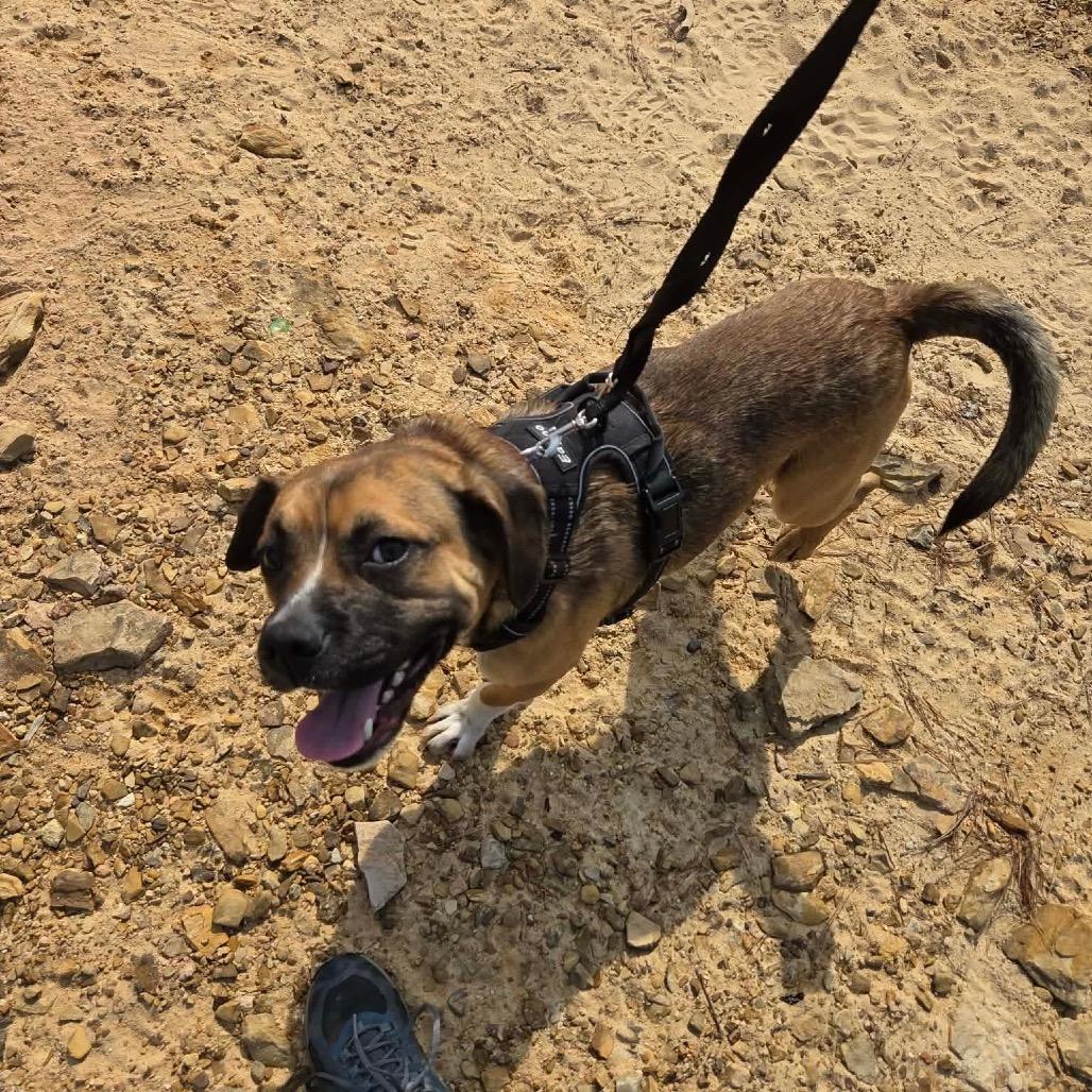Enlarge Bradley, a Adoptable Mixed Breed in Kokomo, IN image 4/6