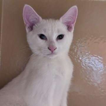 Yuki (polydactyl & bonded with Mazee), an adopted mixed breed in Scarborough, ON image 3/6