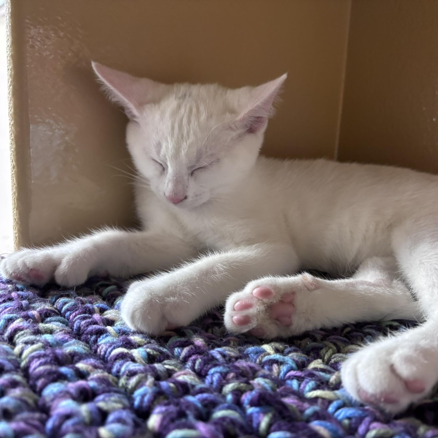 Yuki (polydactyl & bonded with Mazee), an adopted mixed breed in Scarborough, ON image 4/6
