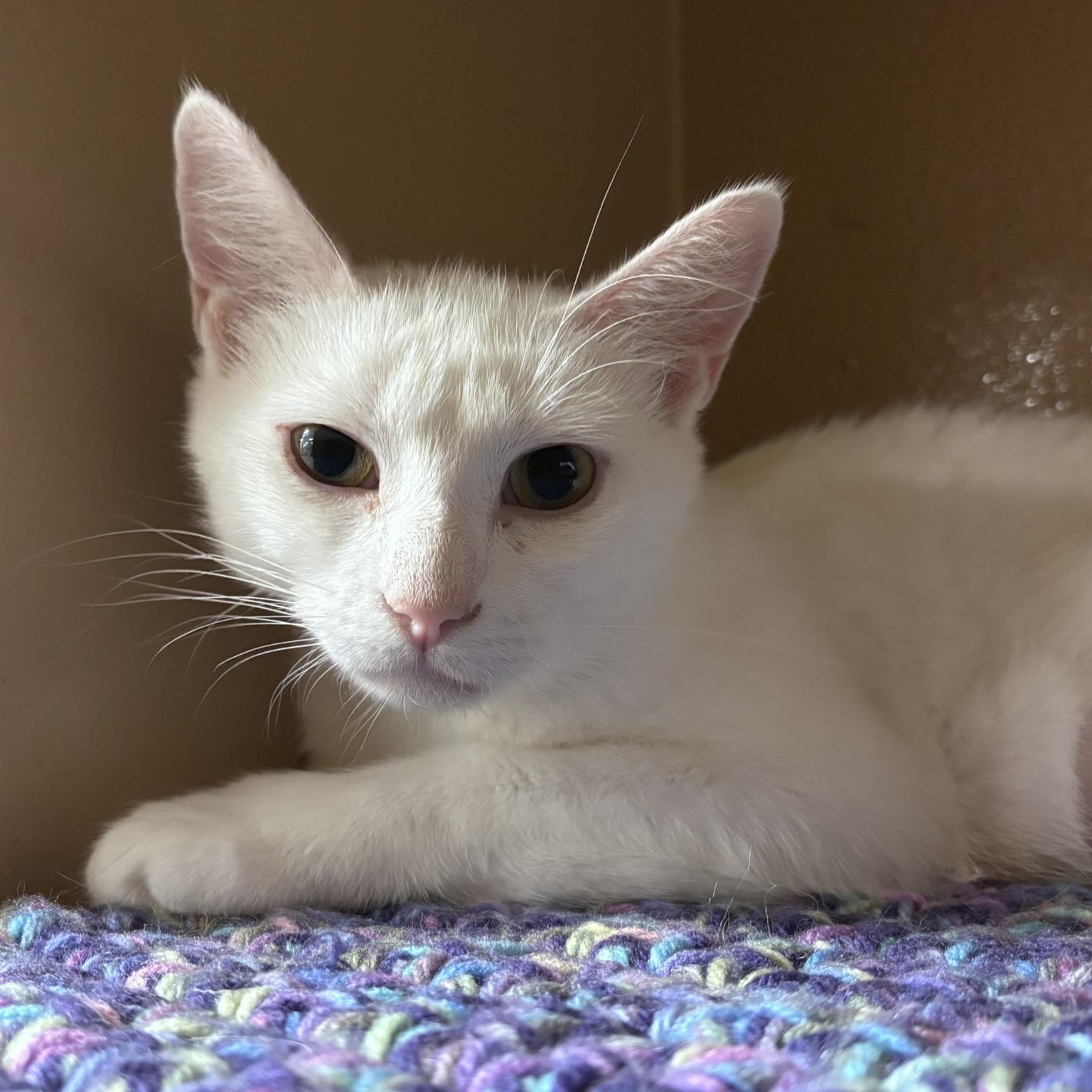 Yuki (polydactyl & bonded with Mazee), an adopted mixed breed in Scarborough, ON image 2/6