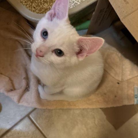 Yuki (polydactyl & bonded with Mazee), an adopted mixed breed in Scarborough, ON image 6/6