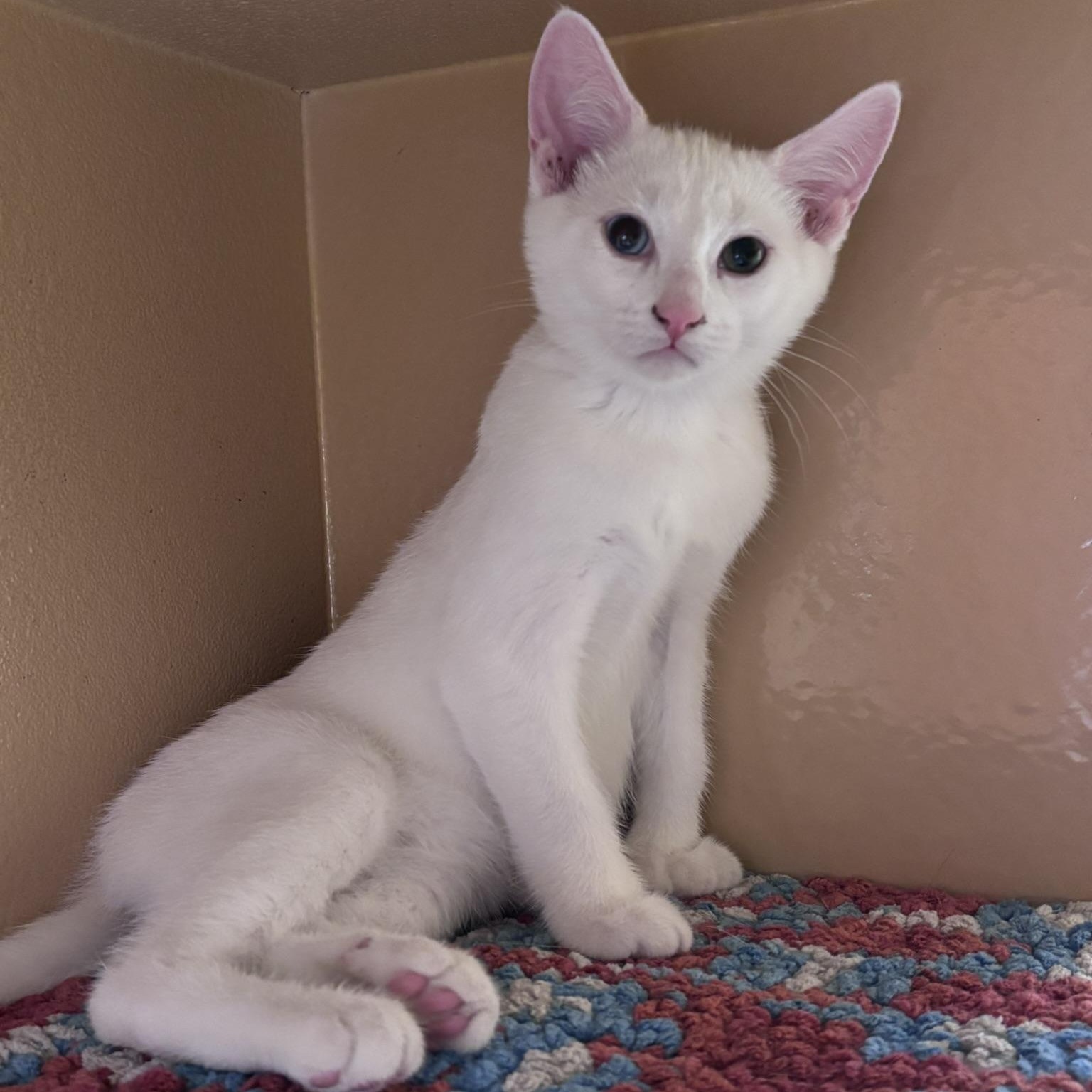 Yuki (polydactyl & bonded with Mazee), an adopted mixed breed in Scarborough, ON image 5/6