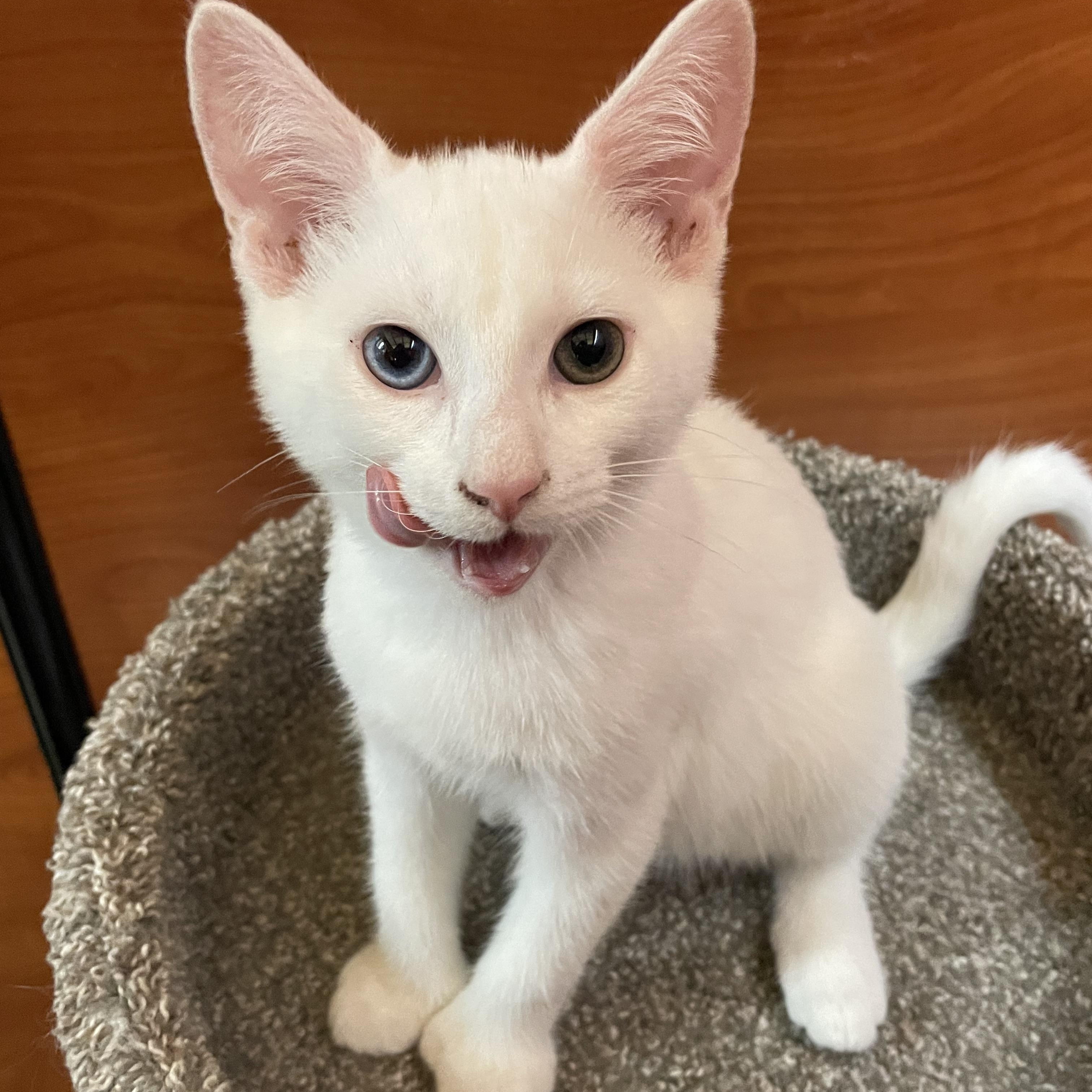Yuki (polydactyl & bonded with Mazee), an adopted mixed breed in Scarborough, ON image 1/6