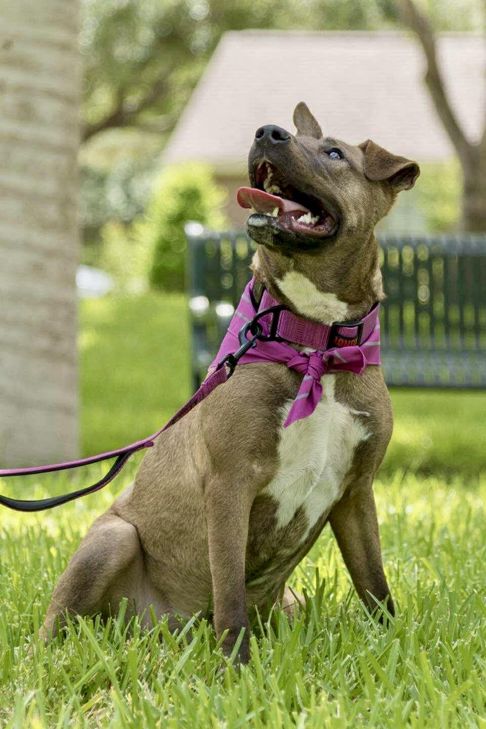 Enlarge Gina, a Adoptable mixed breed in Grand Rapids, MI image 4/5