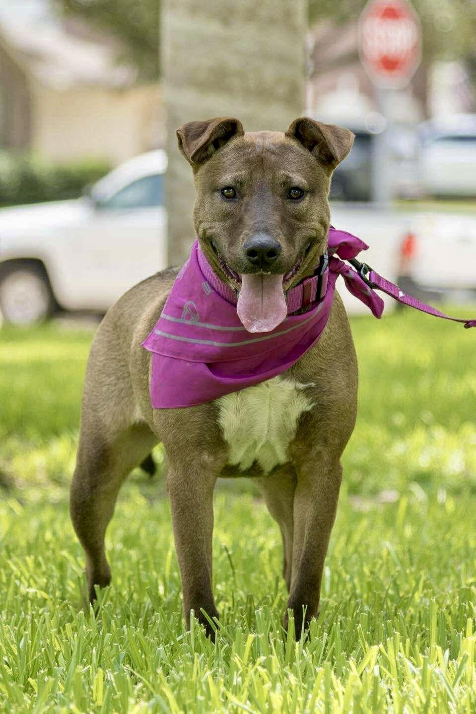 Enlarge Gina, a Adoptable mixed breed in Grand Rapids, MI image 2/5