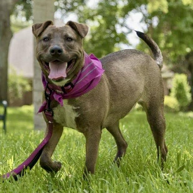Gina, Adoptable, Young Female Pit Bull Terrier & Belgian Shepherd / Malinois.