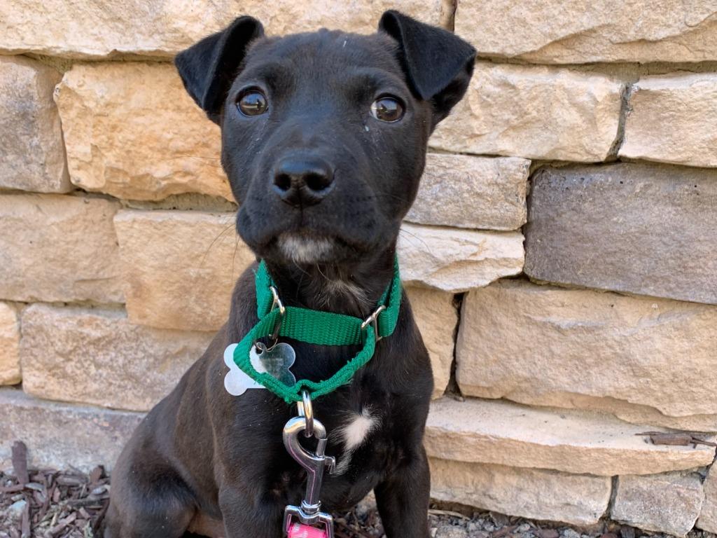 Widget, Adopted, Puppy Female Mixed Breed.