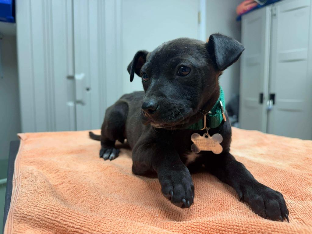 Enlarge Widget, a Adopted mixed breed in Raleigh, NC image 2/6