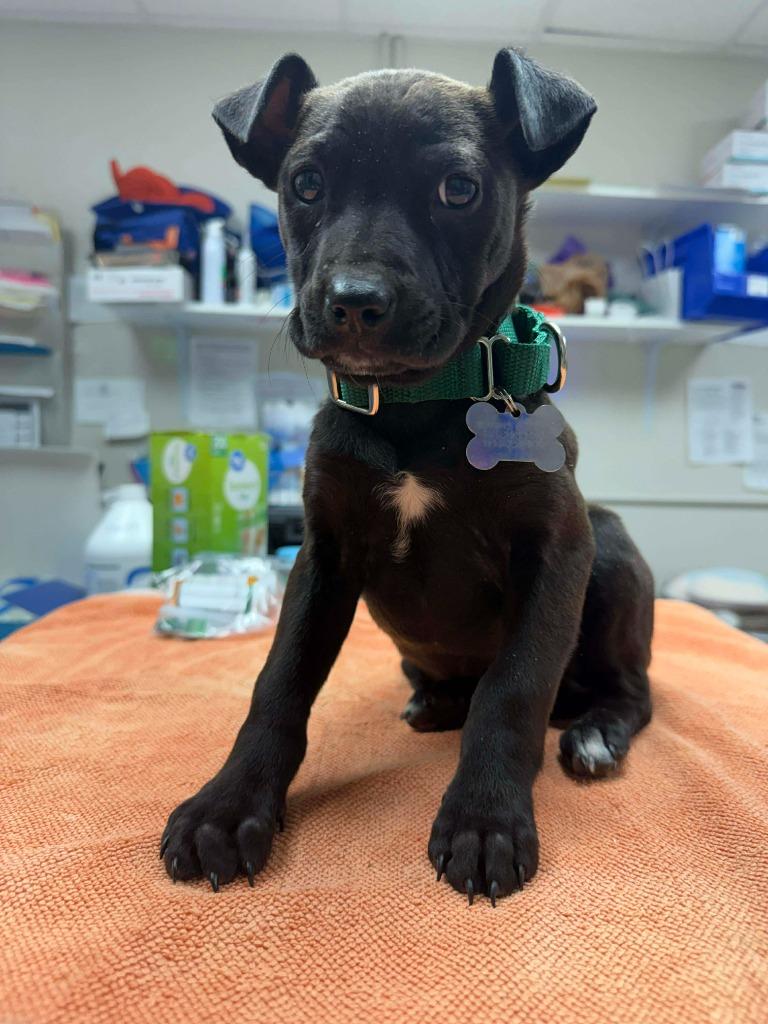 Enlarge Widget, a Adopted mixed breed in Raleigh, NC image 3/6