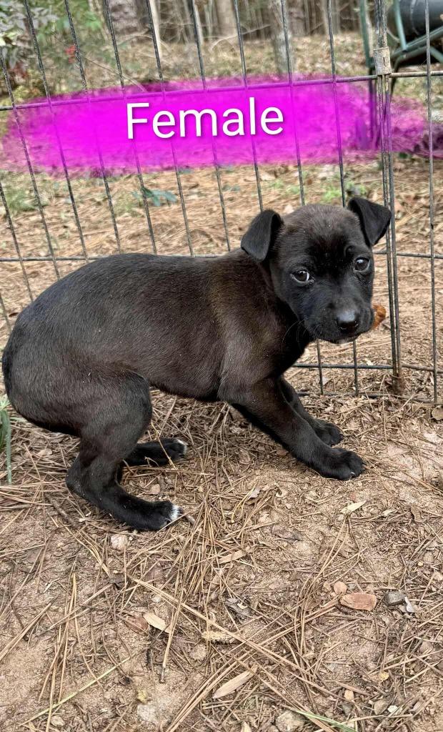 Enlarge Widget, a Adopted mixed breed in Raleigh, NC image 4/6