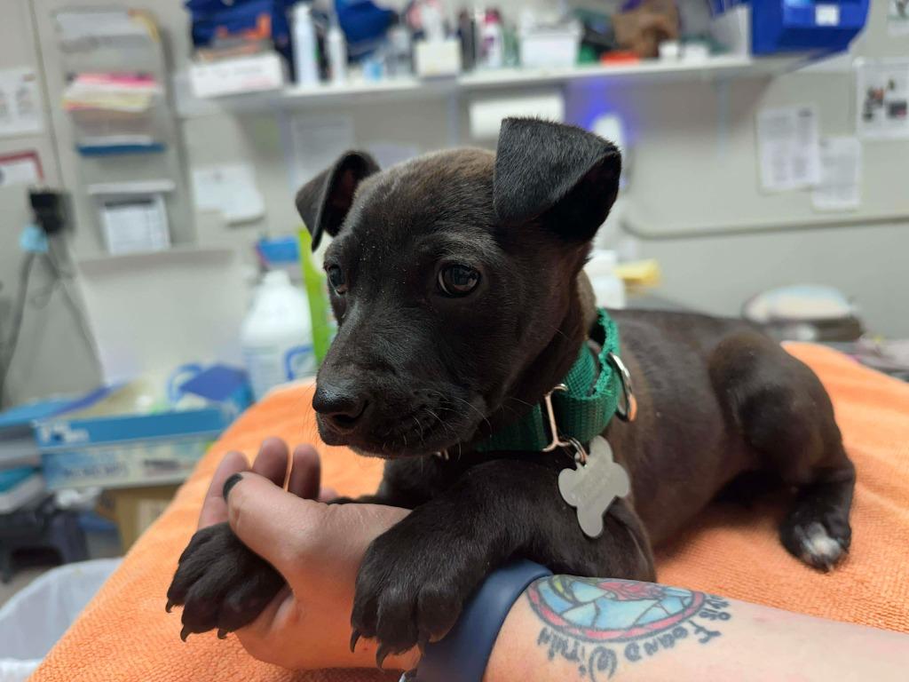 Enlarge Widget, a Adopted mixed breed in Raleigh, NC image 5/6