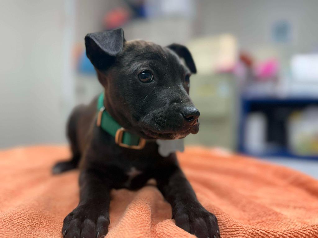 Enlarge Widget, a Adopted mixed breed in Raleigh, NC image 6/6