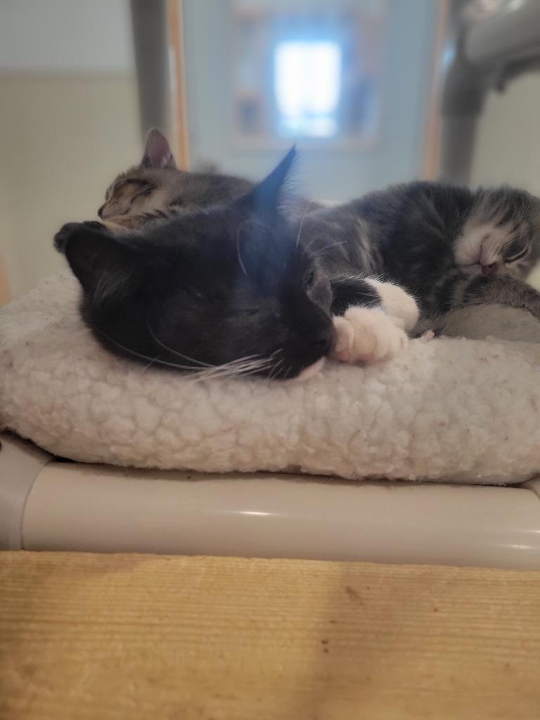 3M Porthos, Adoptable, Kitten Male Domestic Medium Hair.