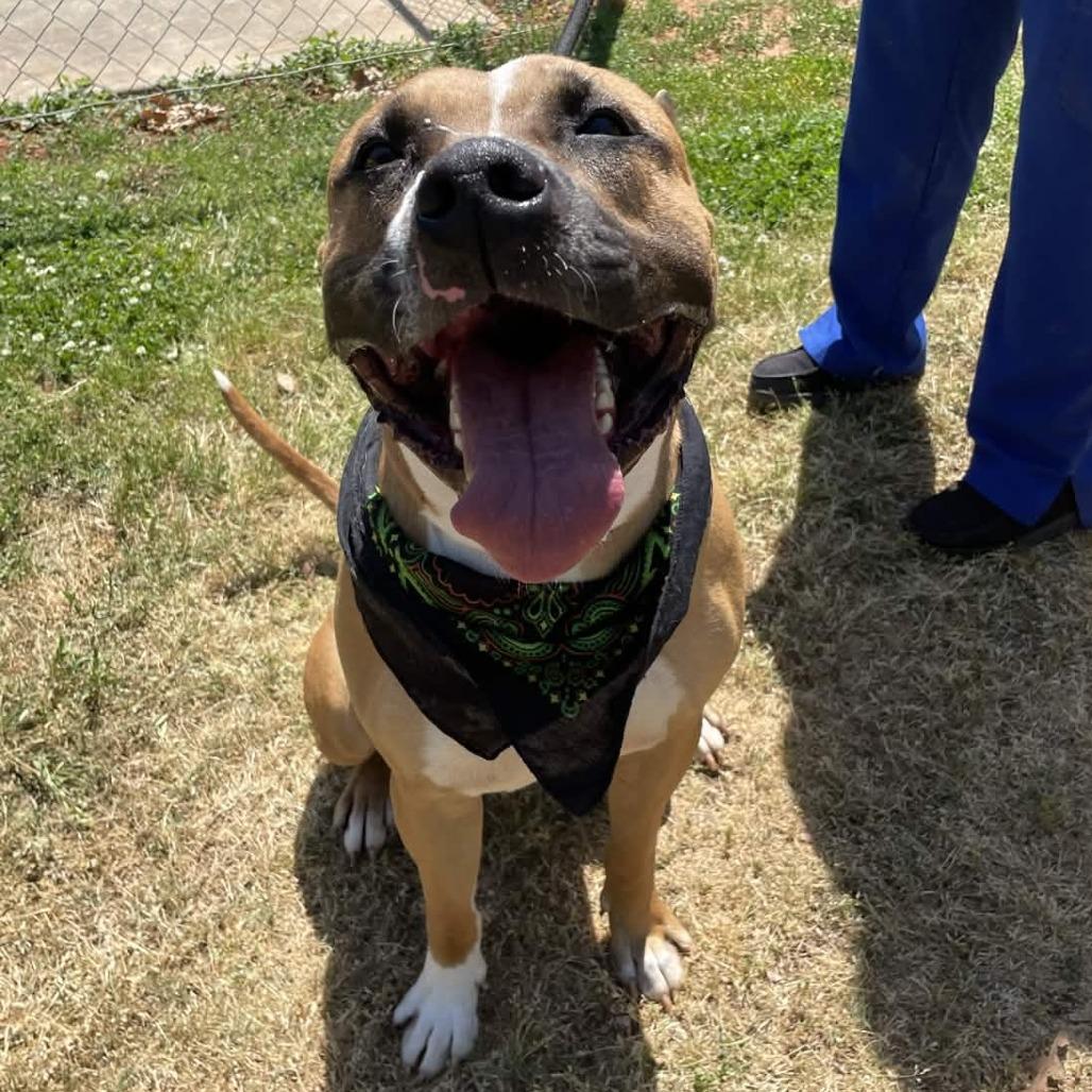 Houndini, a Adoptable mixed breed in Greenville, SC image 1/6
