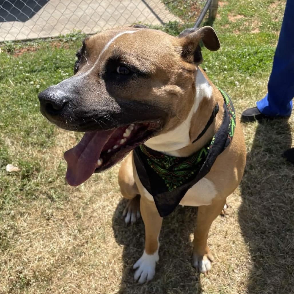 Houndini, a Adoptable mixed breed in Greenville, SC image 2/6