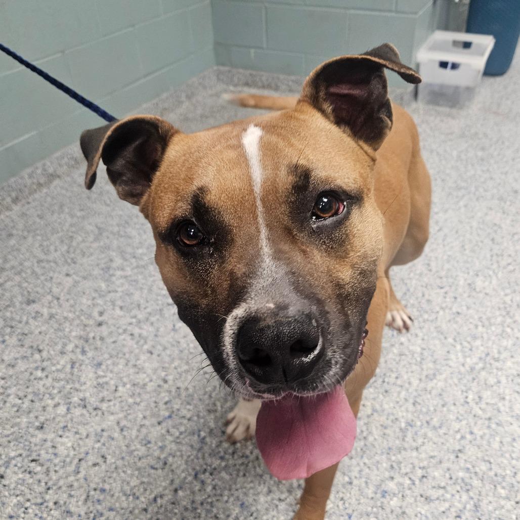 Houndini, a Adoptable mixed breed in Greenville, SC image 3/6