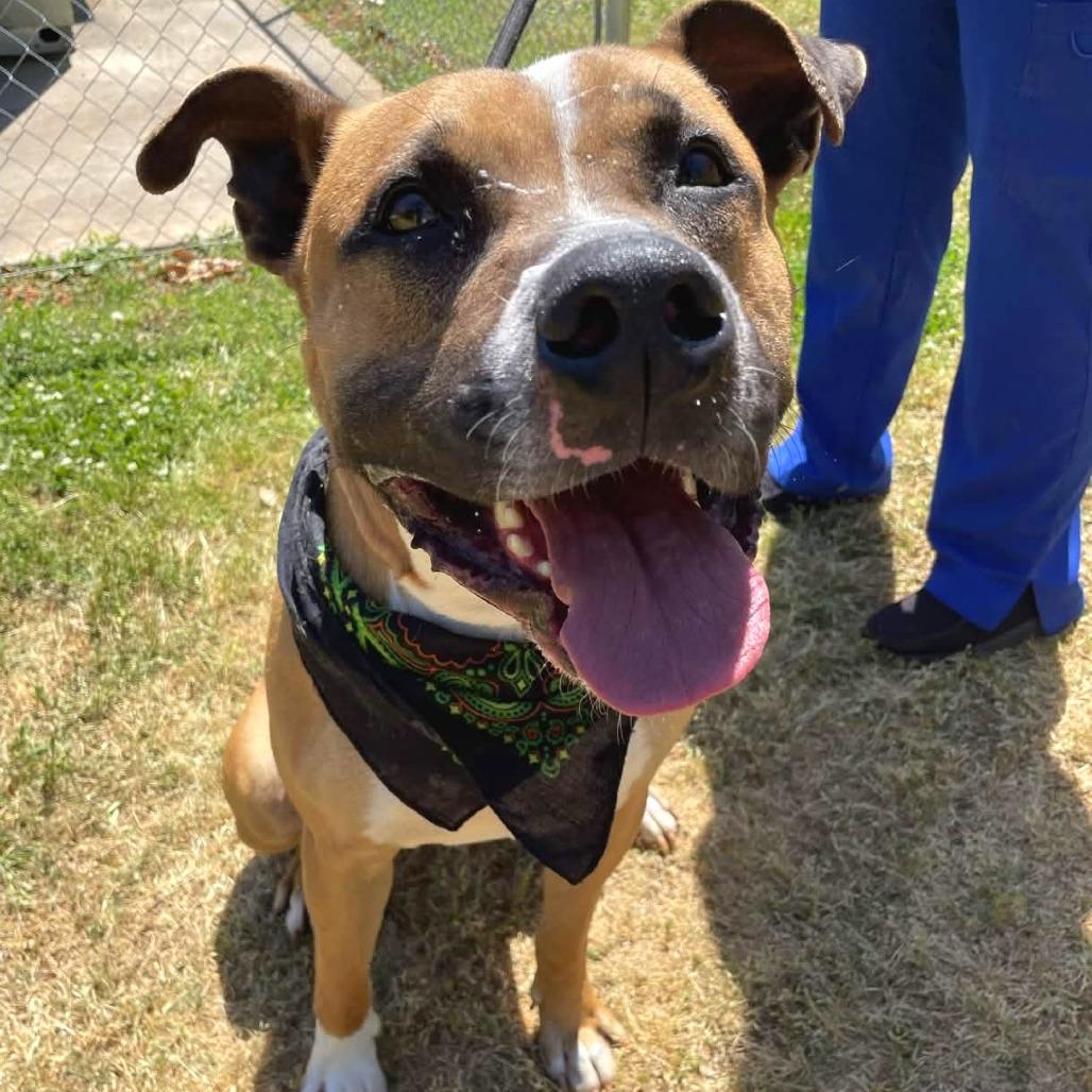 Houndini, a Adoptable mixed breed in Greenville, SC image 4/6