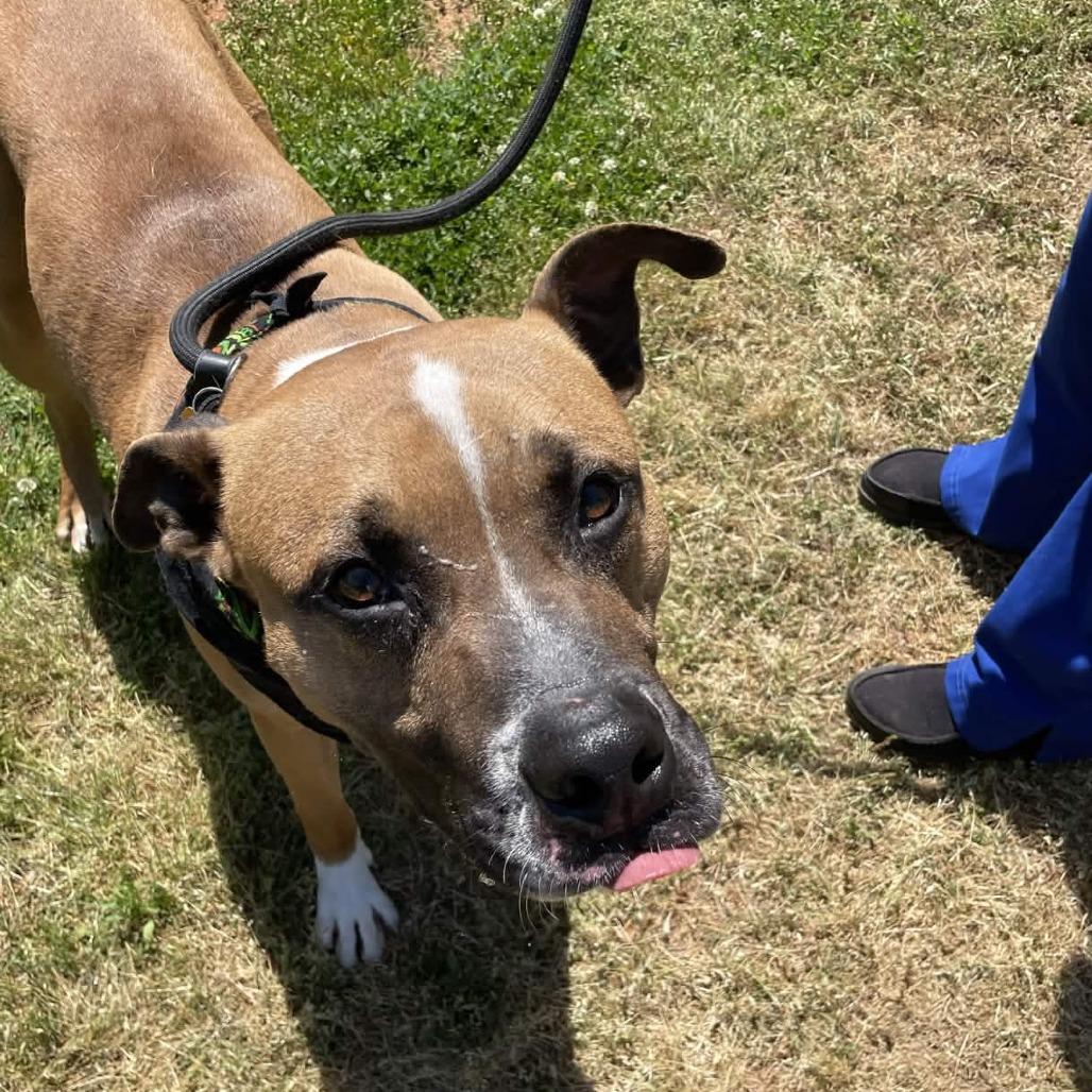 Houndini, a Adoptable mixed breed in Greenville, SC image 5/6