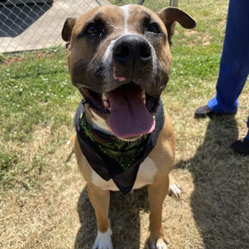 Houndini, a Adoptable mixed breed in Greenville, SC image 6/6