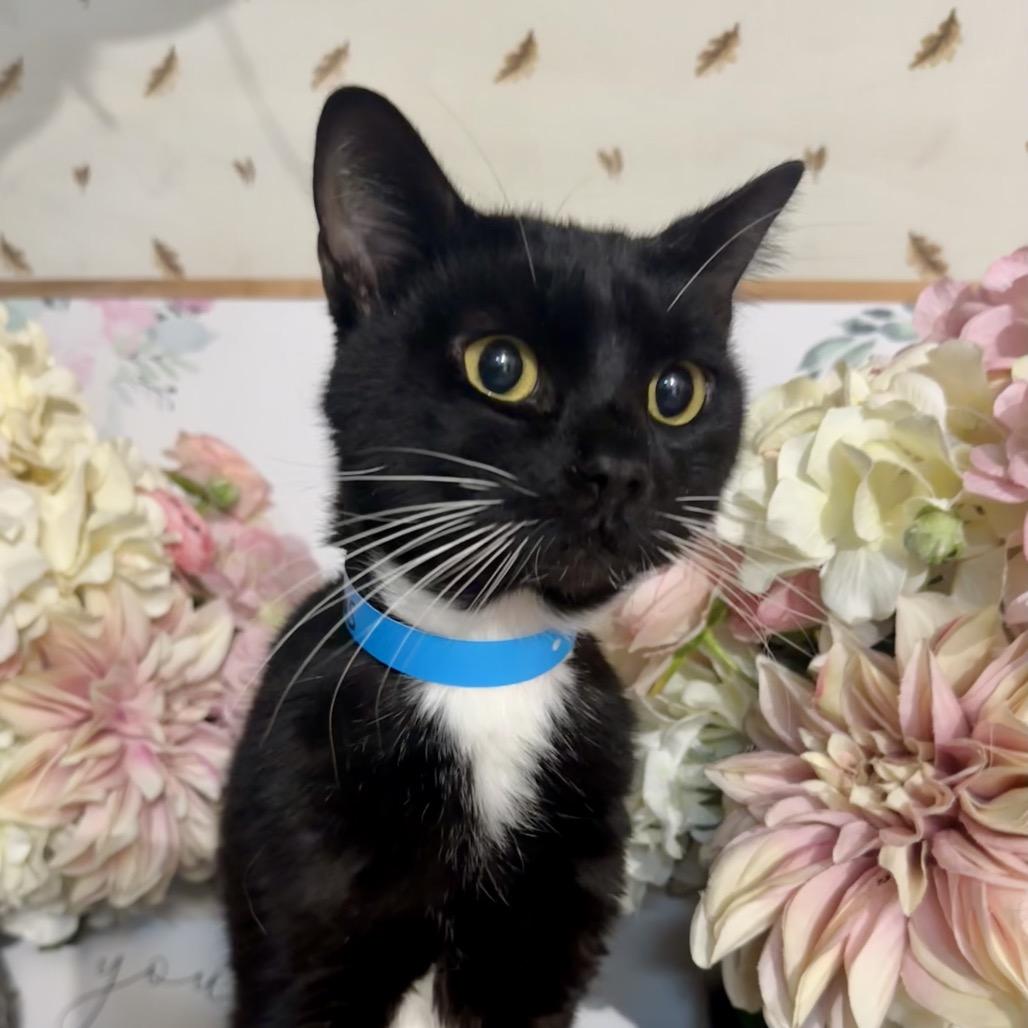 Atlas, Adoptable, Adult Male Domestic Short Hair.