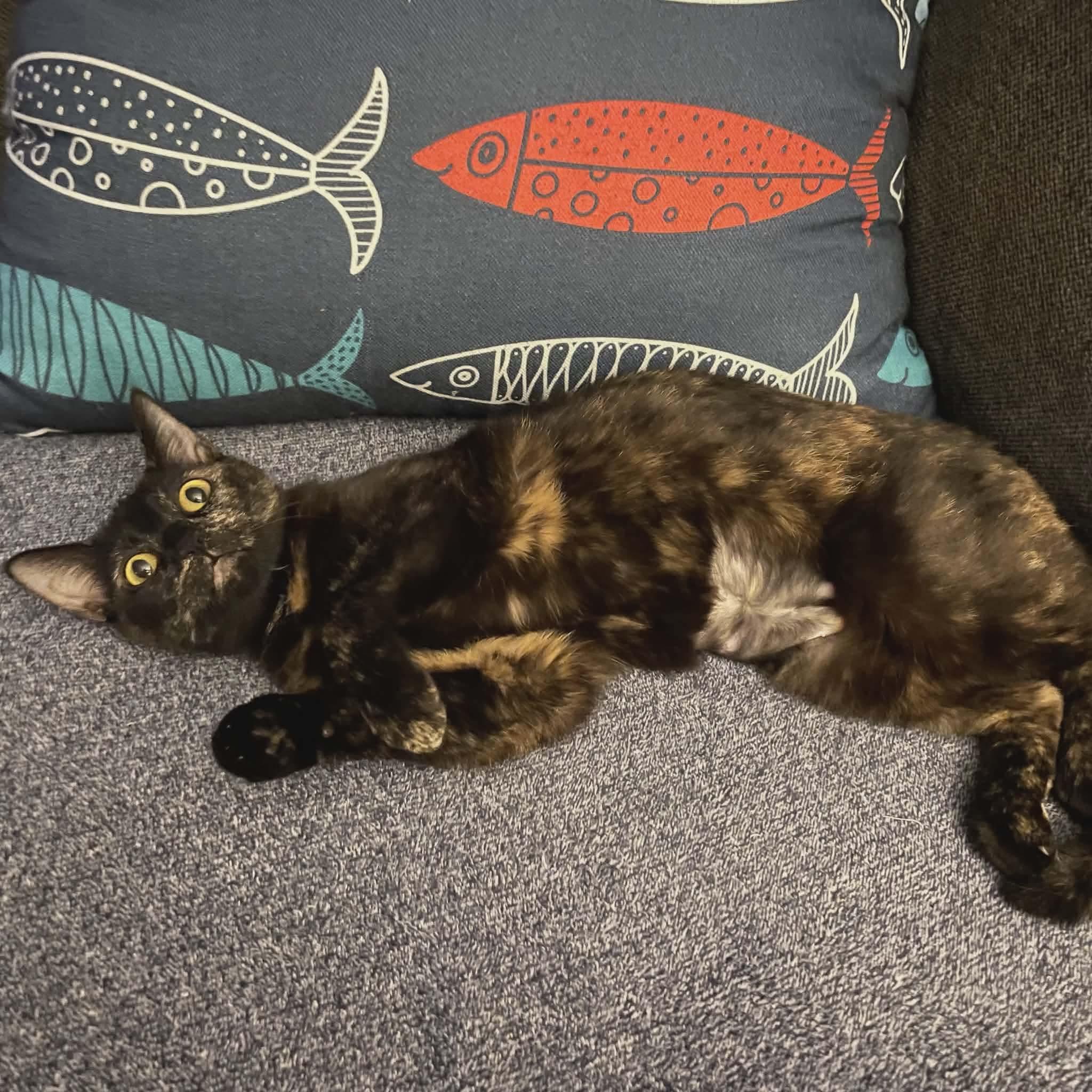 Enlarge Vinegar, a Adoptable mixed breed in Gladstone, OR image 5/6