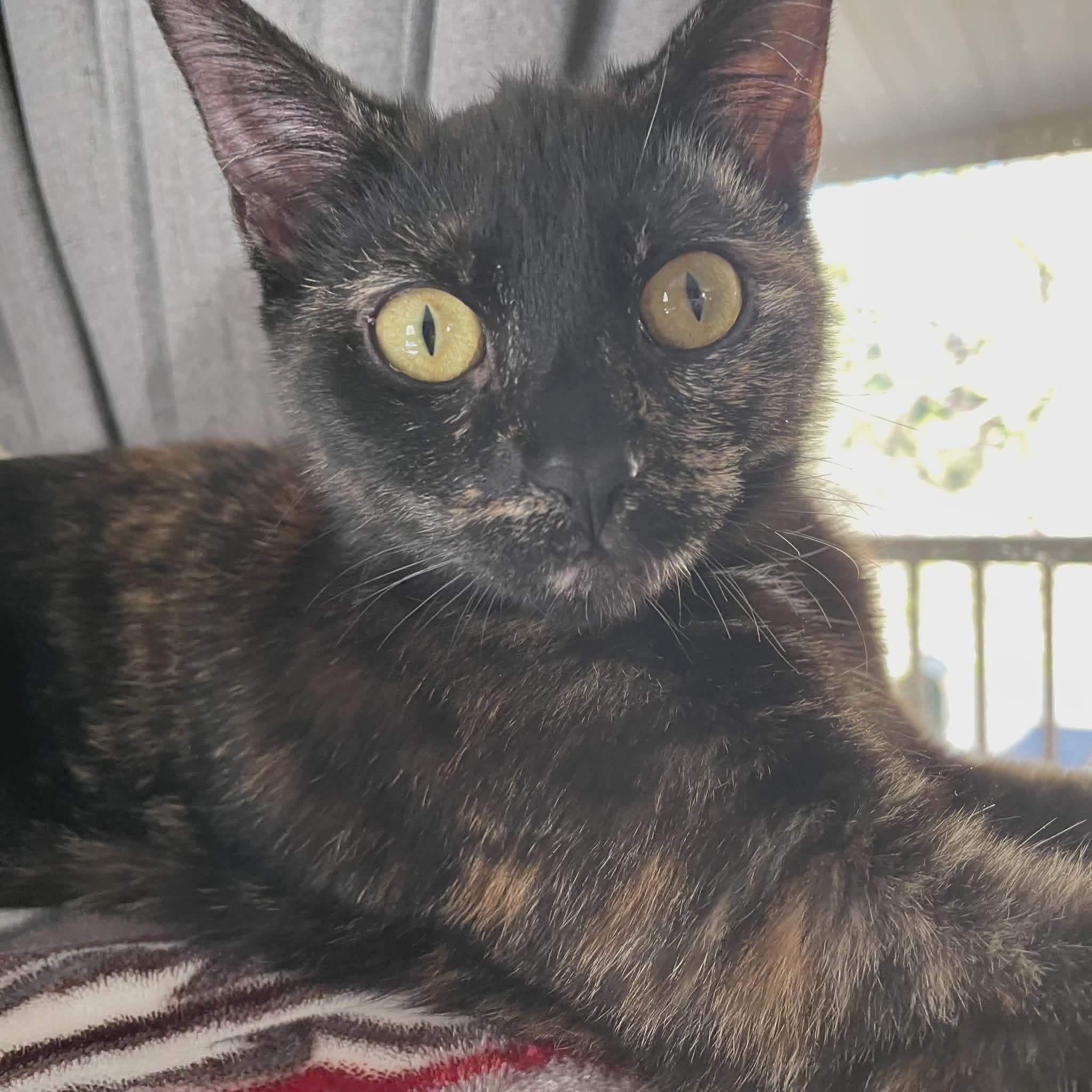 Enlarge Vinegar, a Adoptable mixed breed in Gladstone, OR image 3/6