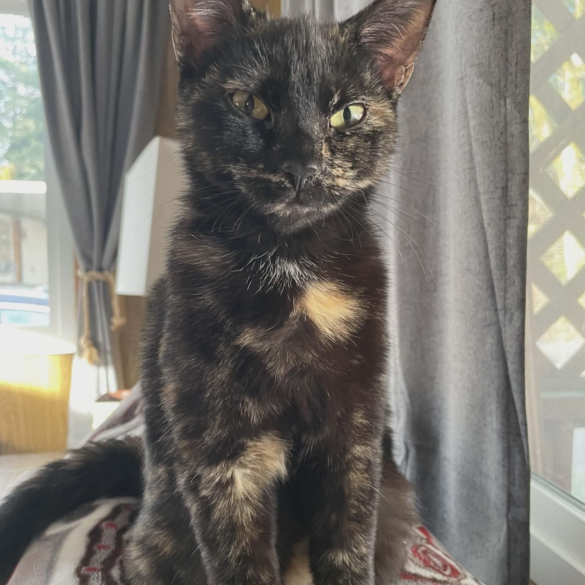 Vinegar, Adoptable, Young Female Tortoiseshell & Domestic Short Hair.