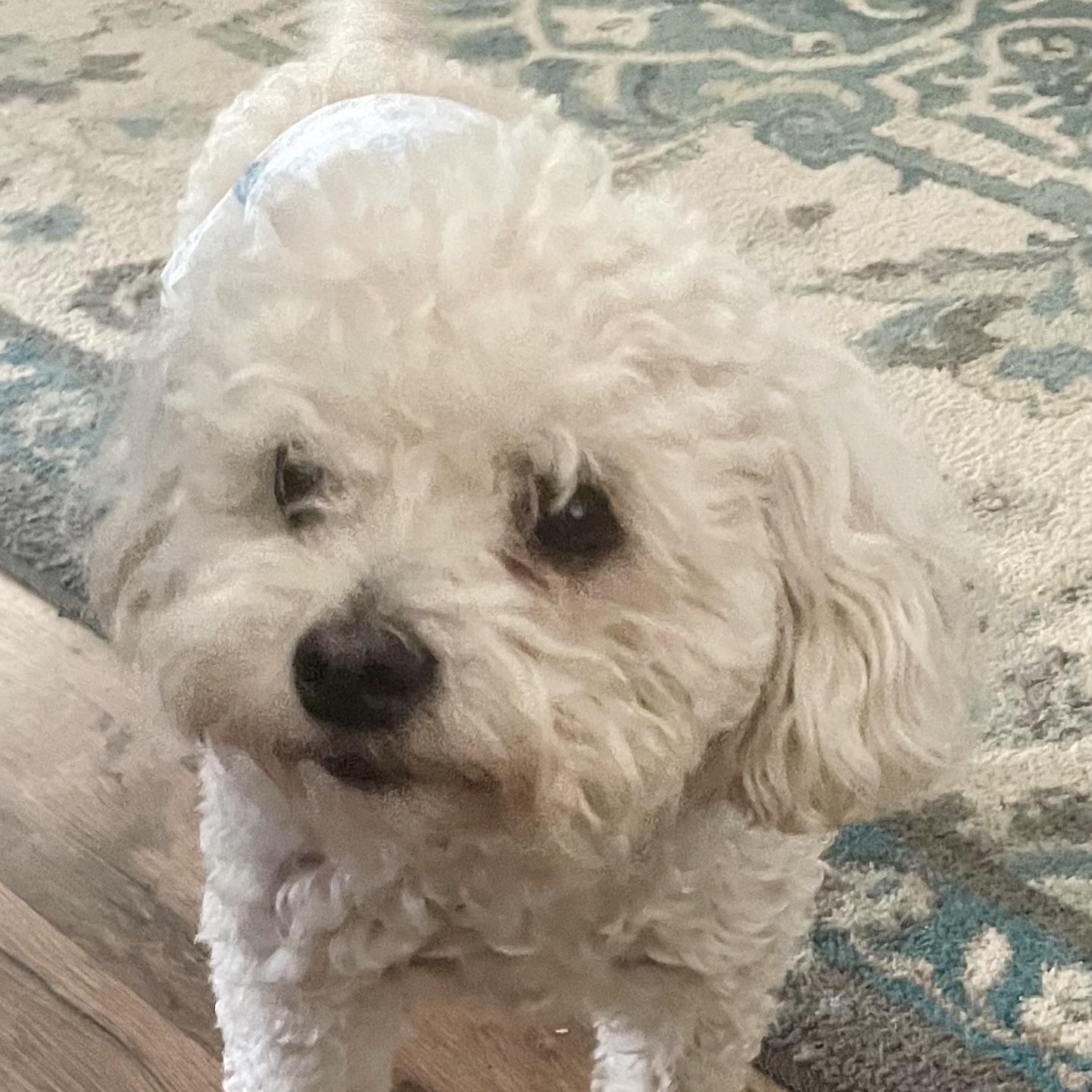 Winston, a Adoptable Maltipoo in Royse City, TX image 1/3