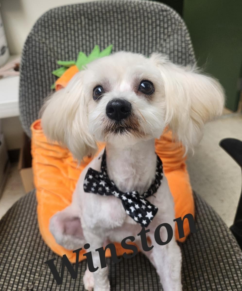 Winston, an adoptable Maltipoo in Royse City, TX, 75189 | Photo Image 2
