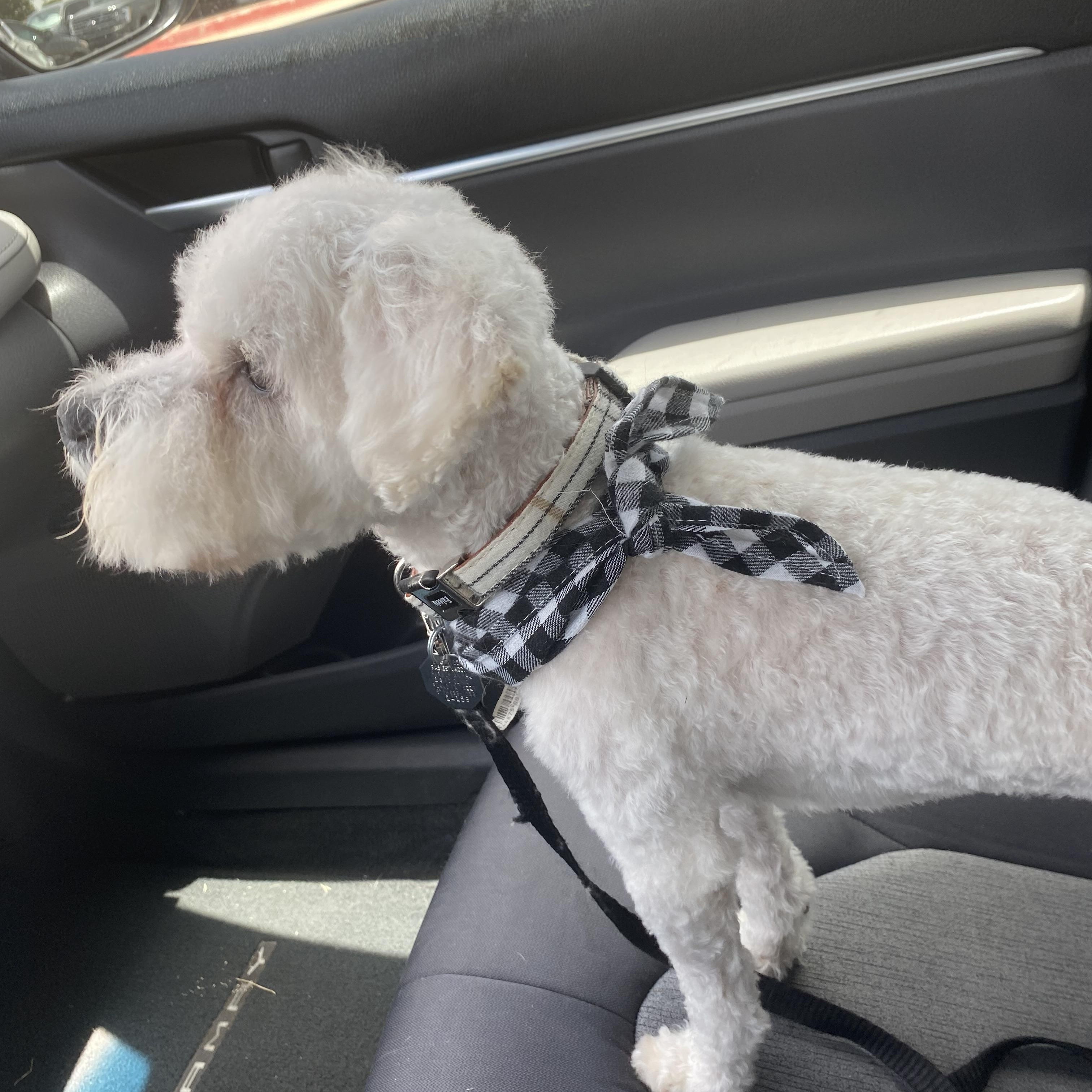 Winston, a Adoptable Maltipoo in Royse City, TX image 2/3