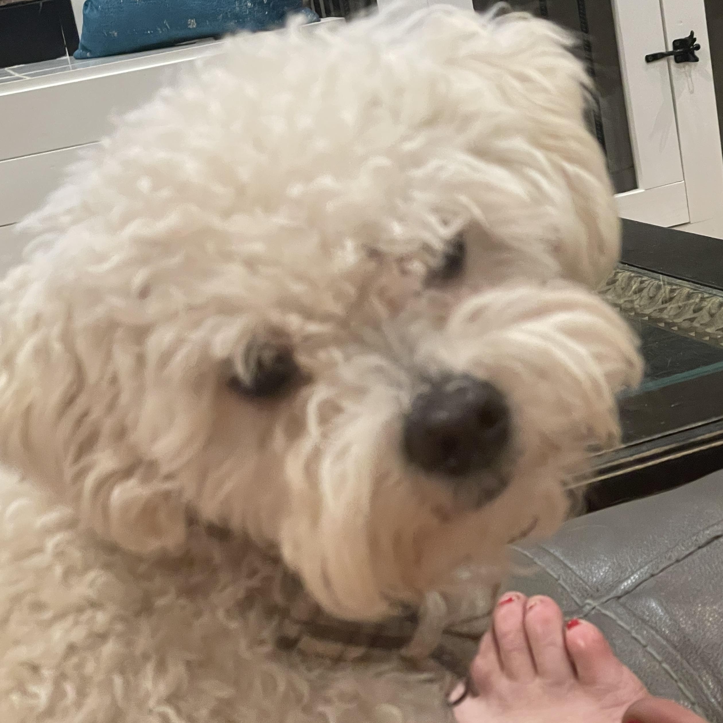 Winston, adopted, Young Male Maltipoo.
