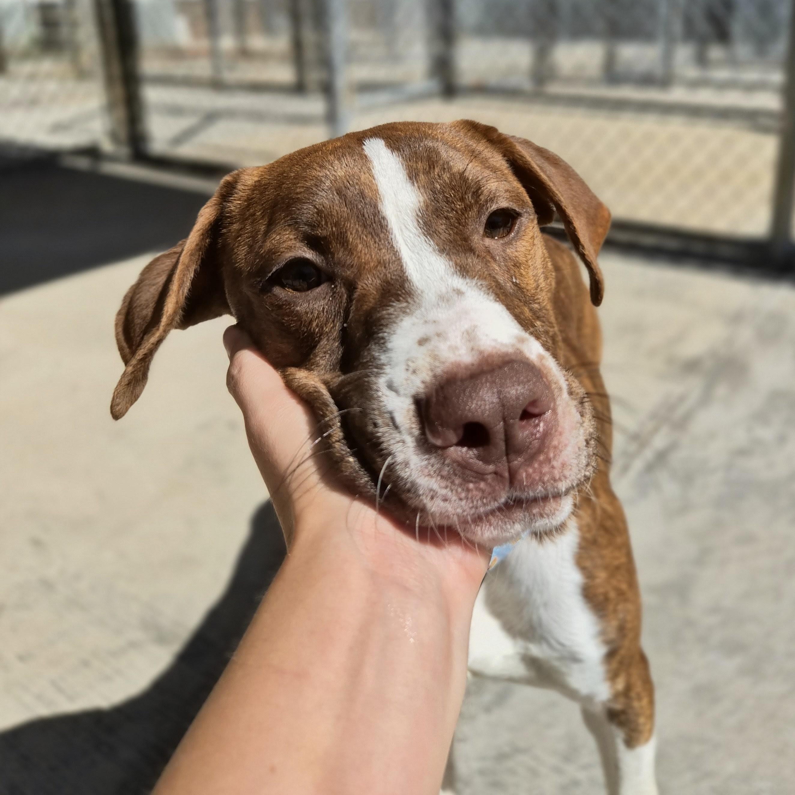 Enlarge Cricket, a Adoptable mixed breed in Cornelius, NC image 2/3