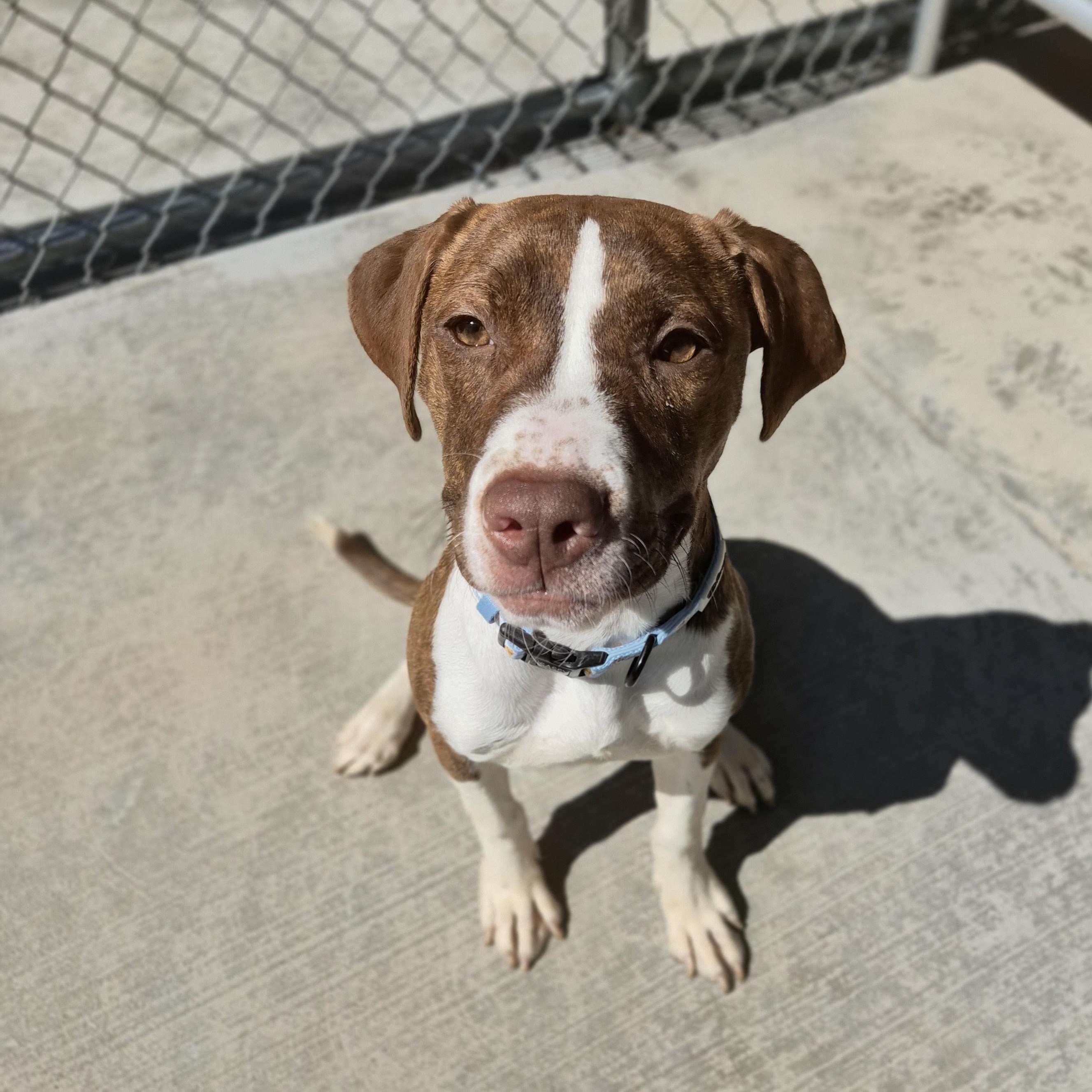 Enlarge Cricket, a Adoptable mixed breed in Cornelius, NC image 1/3