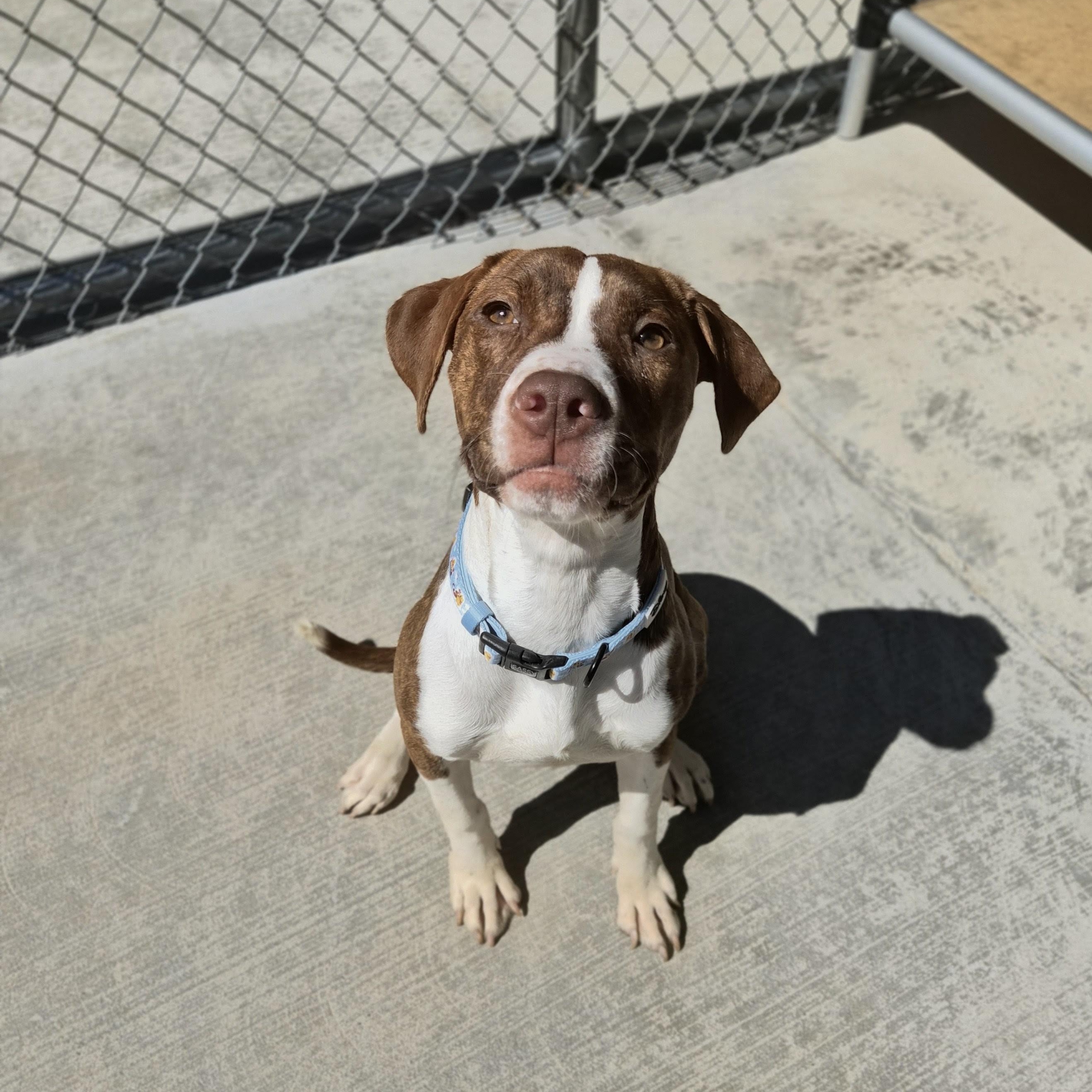 Enlarge Cricket, a Adoptable mixed breed in Cornelius, NC image 3/3