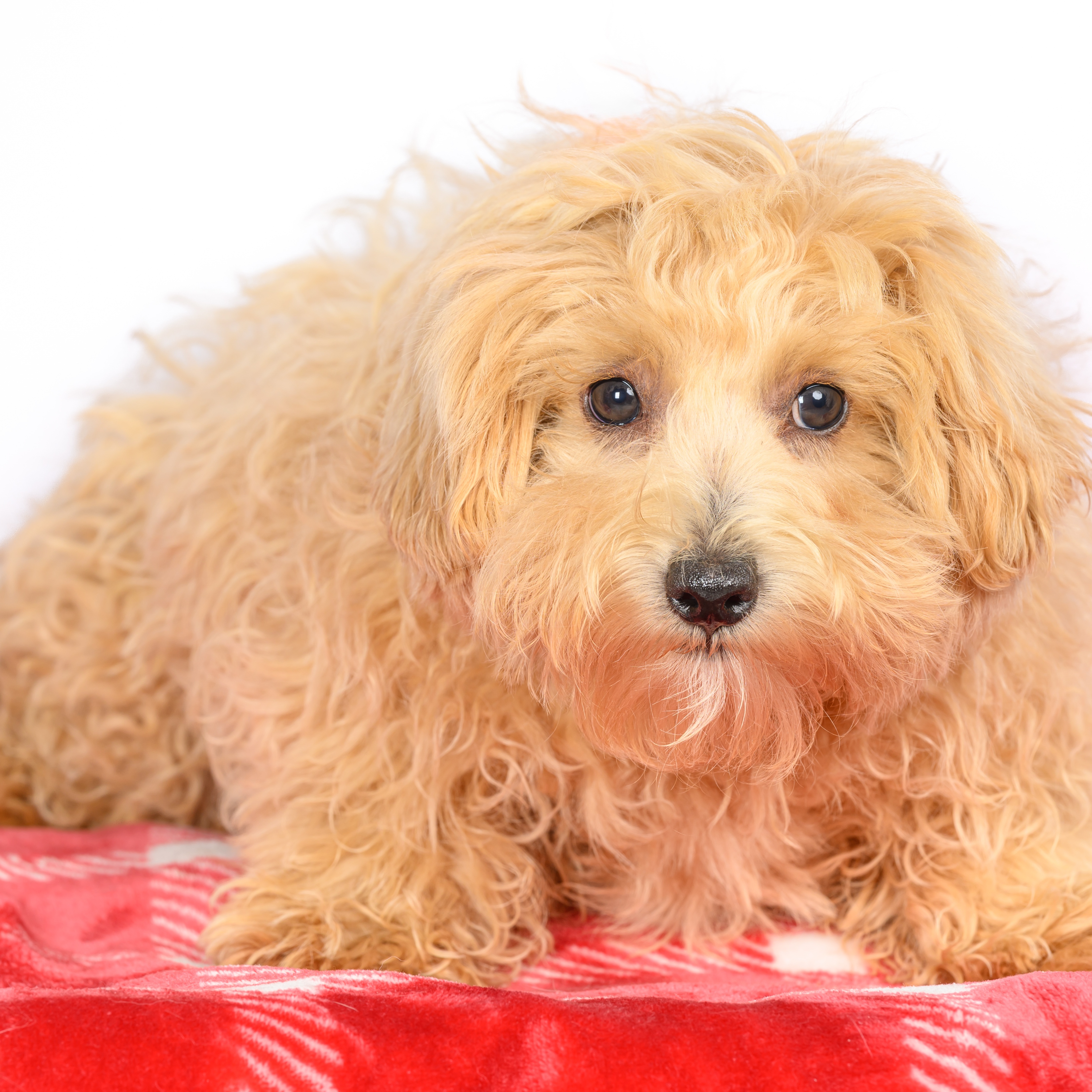 Dog for adoption Bacardi, a Maltese & Miniature Poodle Mix in Tinley