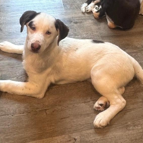 PABLO, Adoptable, Puppy Male Husky & Standard Poodle.