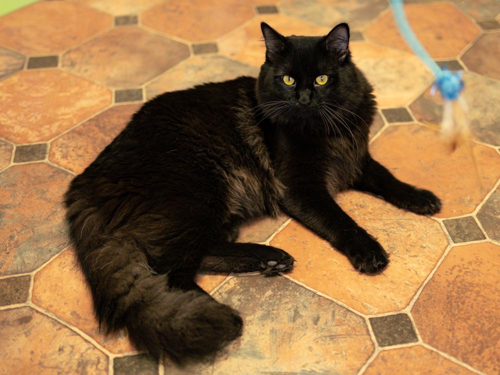 Fluffy, an adopted mixed breed in Monroe, WA image 4/6