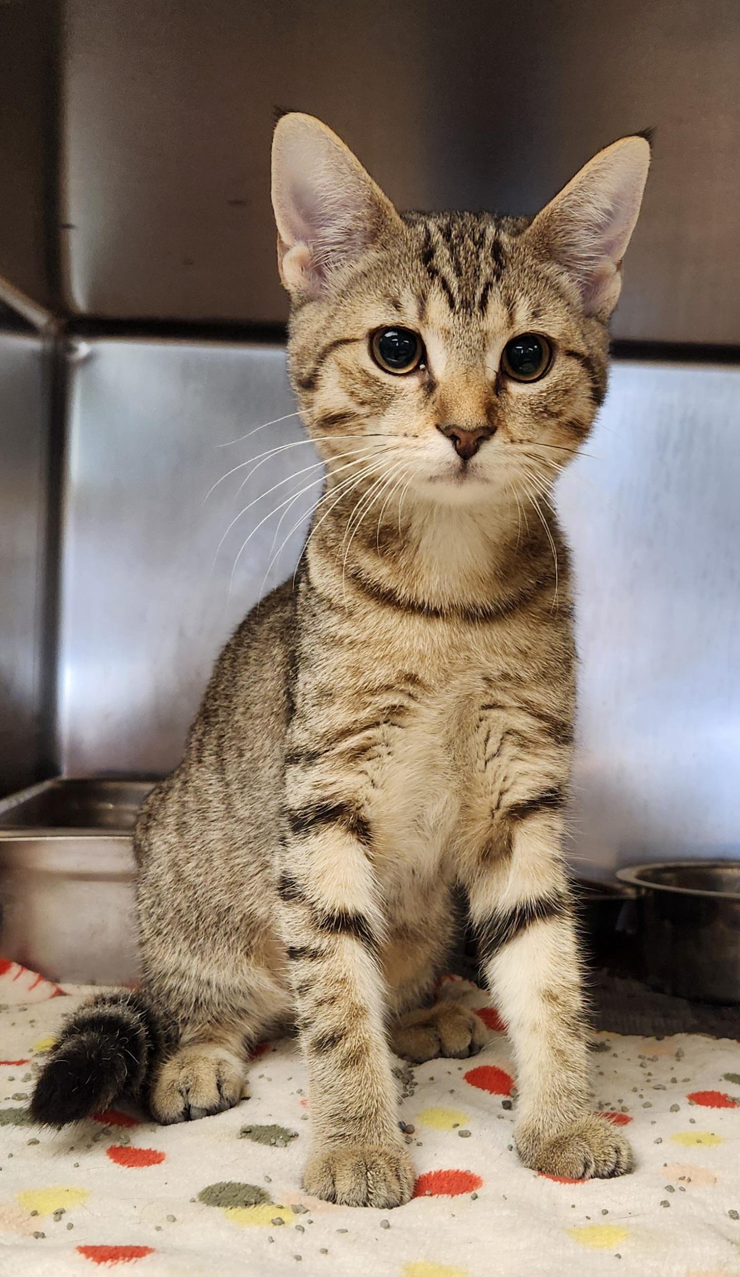 Maluku, adopted, Kitten Female Domestic Short Hair.
